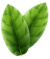Logo Frutas